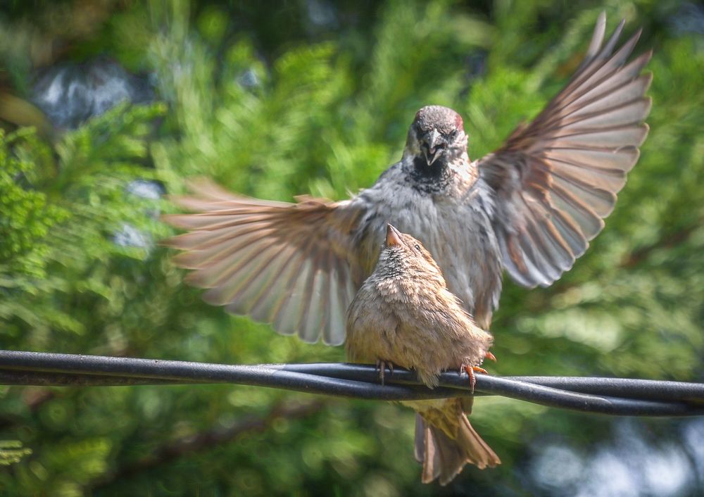 Весна.....любовь....
