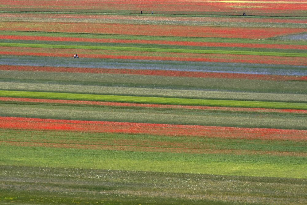 Spontaneous flowers among the lentils Castelluccio di Norcia