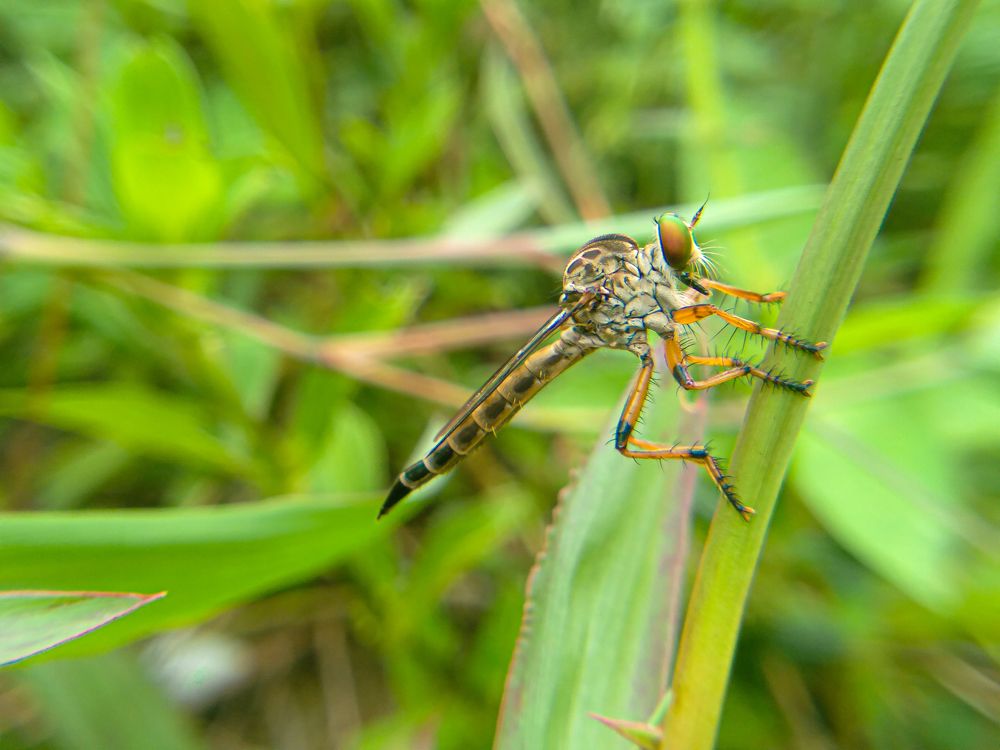 Photograph by K.G.Pahan Bimsara