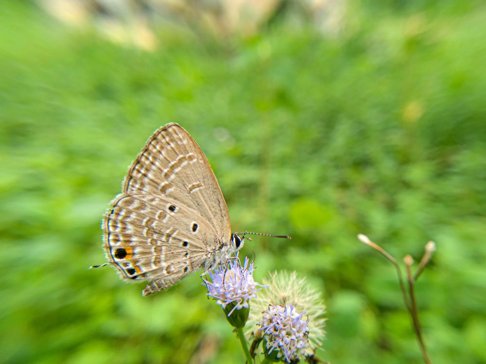 Photograph by K.G.Pahan Bimsara