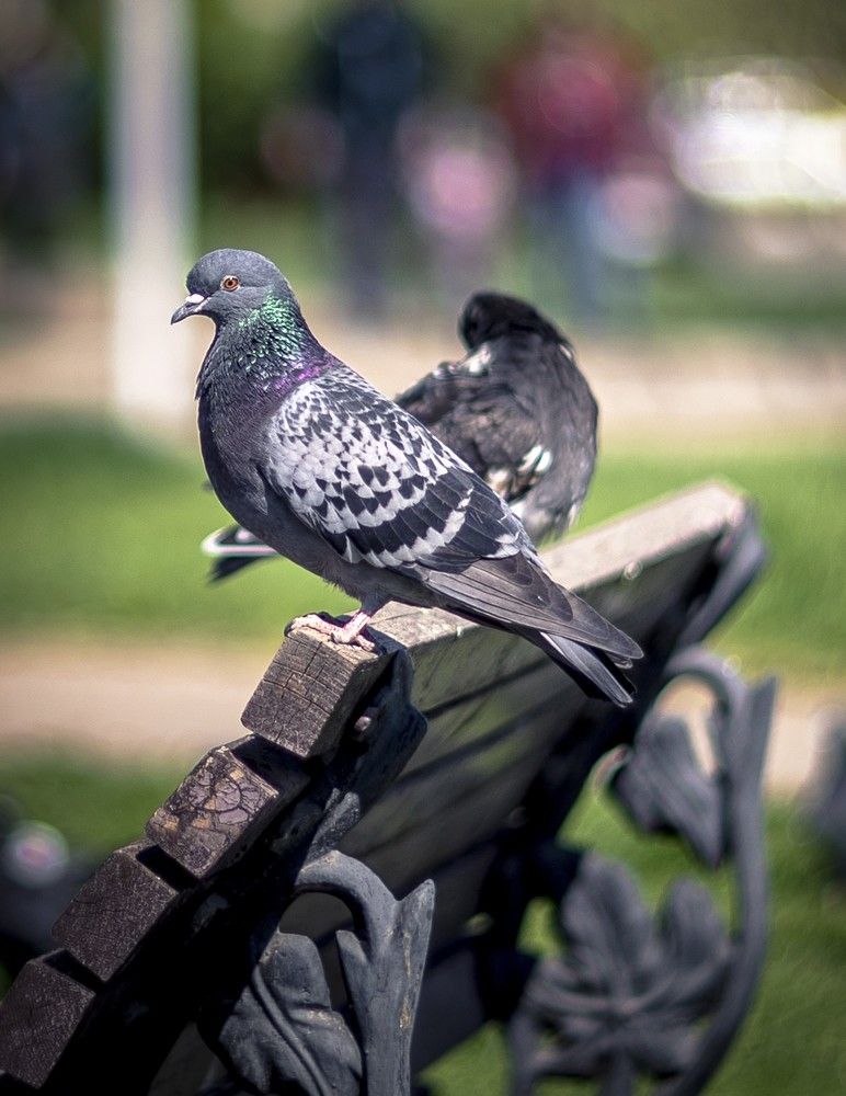 Городские пижоны...