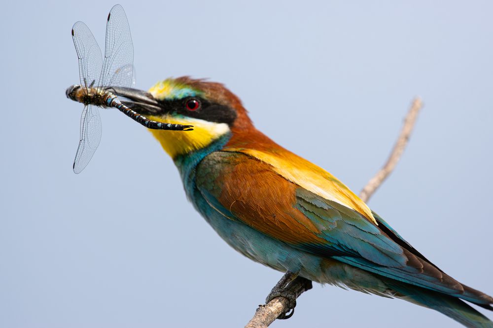 Фотография автора Алексей Савельев