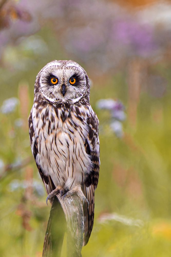 Photograph by Светлана Барабанщикова