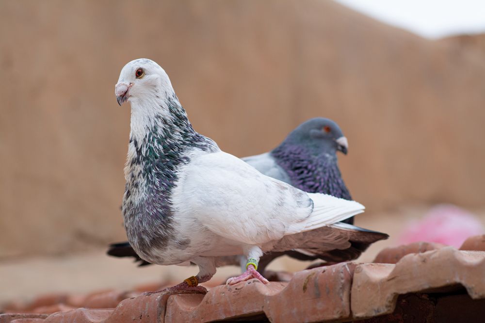 Photograph by Bachir Rabouh