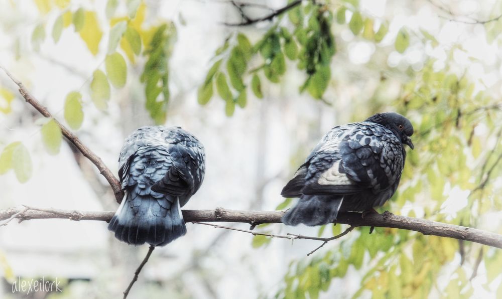 Photograph by Алексей Кроль