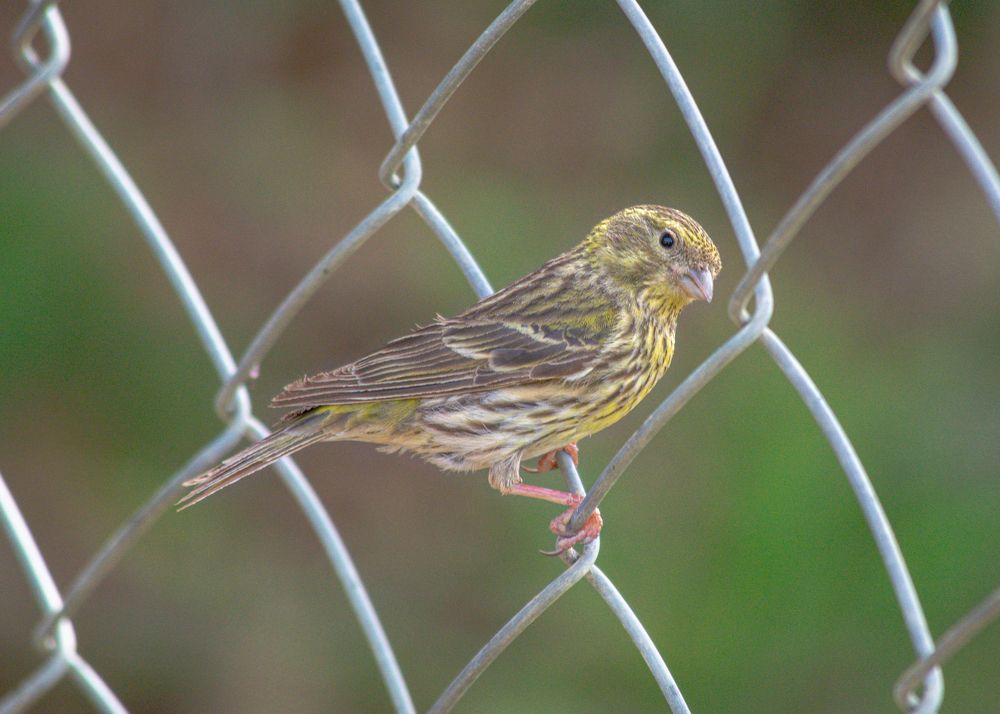 Photograph by Bachir Rabouh