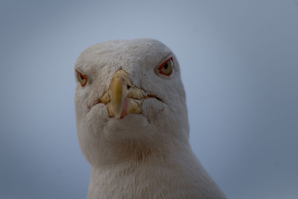 Photograph by Ascanio Fernández Pinto Urbina