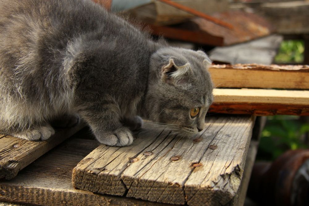 Фотография автора Nelya  Lysenko