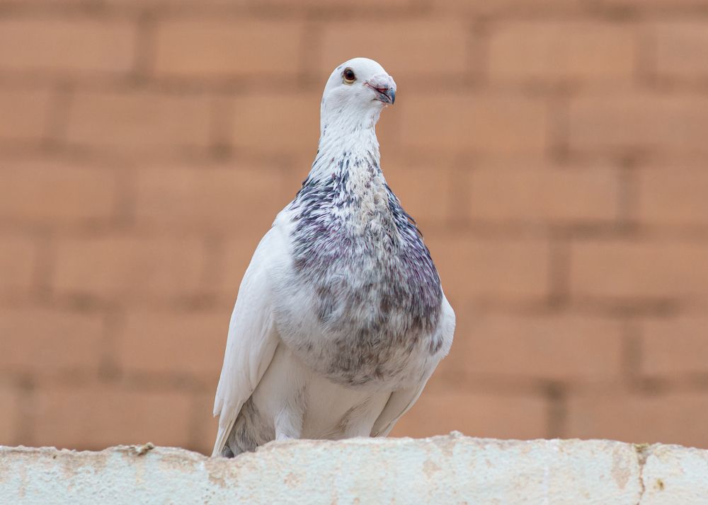 Photograph by Bachir Rabouh