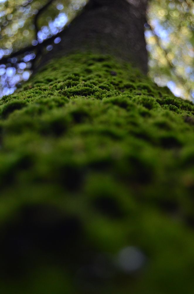 Фотография автора Антонина Клементьева