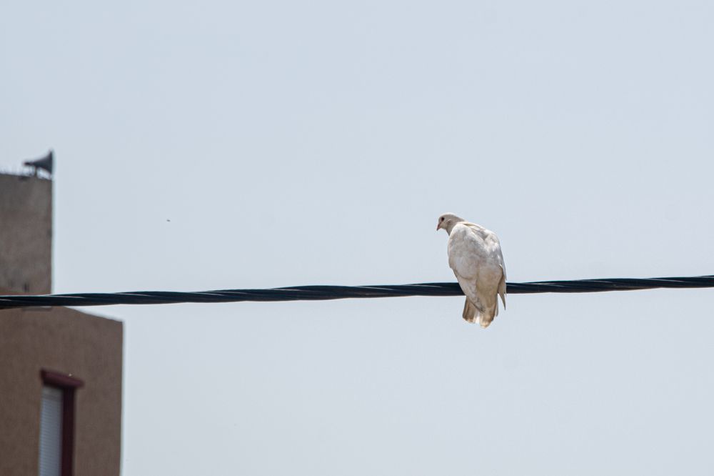 Photograph by kamel draa