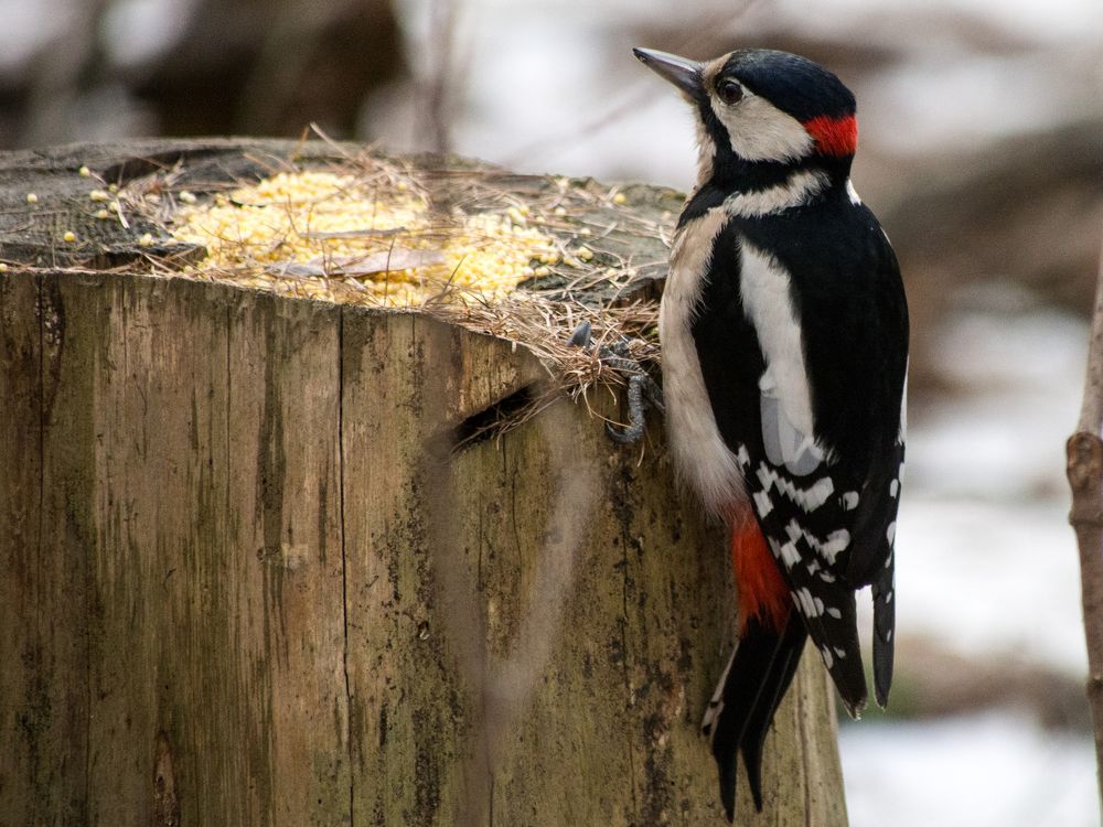 Photograph by Руслан Гончар