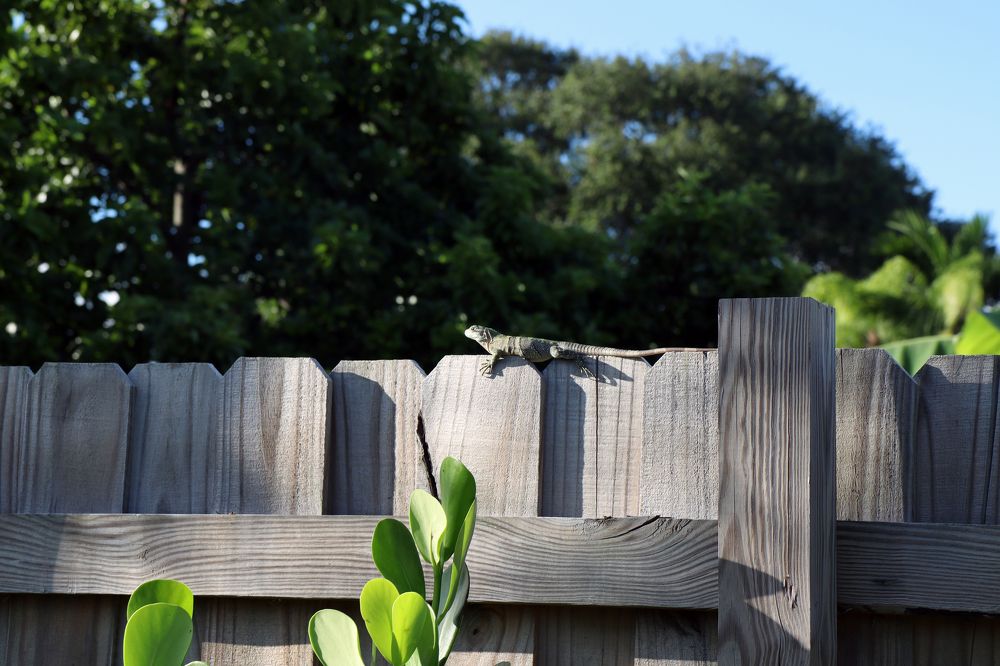 Я на солнышке лежу...