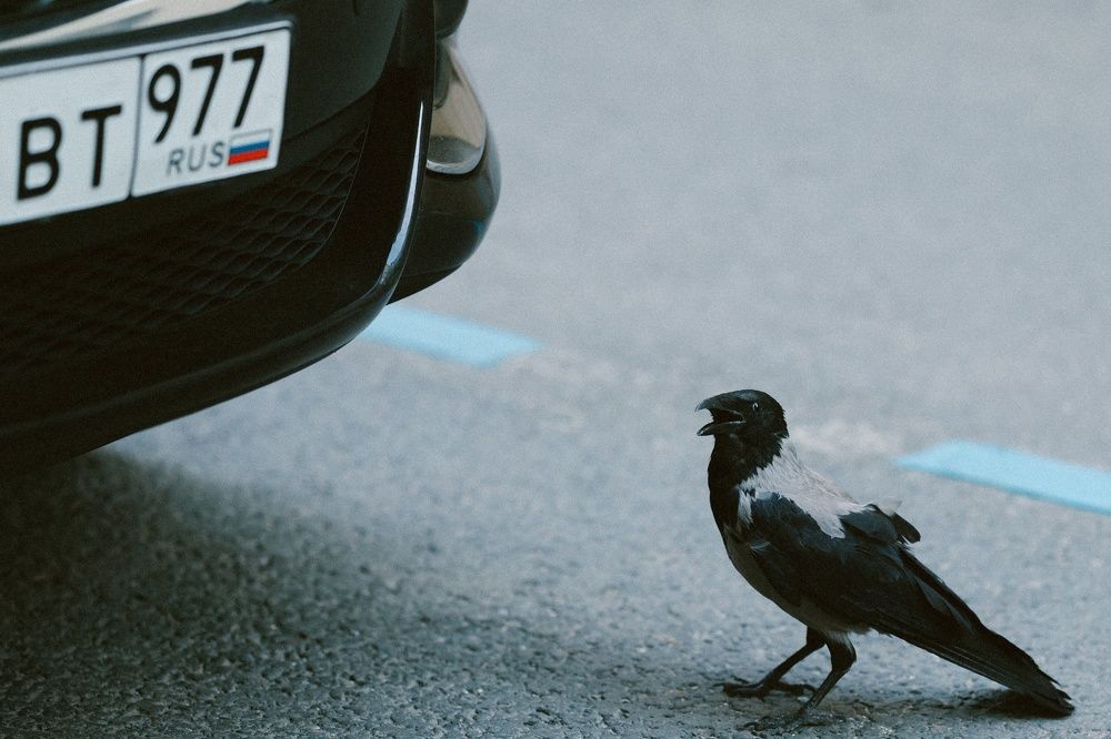 Photograph by Вероника Саратовцева