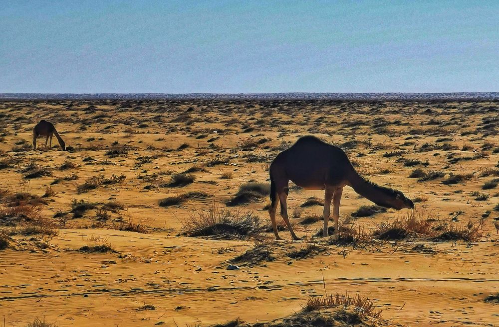 Photograph by Azzeddine Memmou