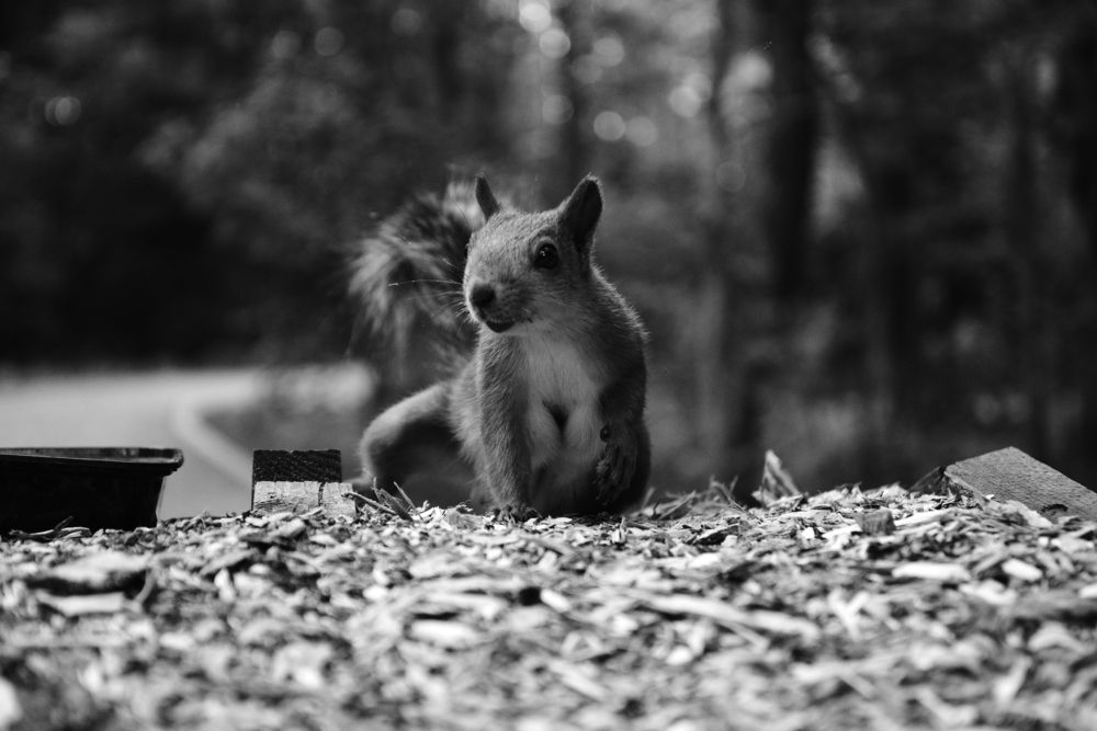 Photograph by Андрей Шелуков