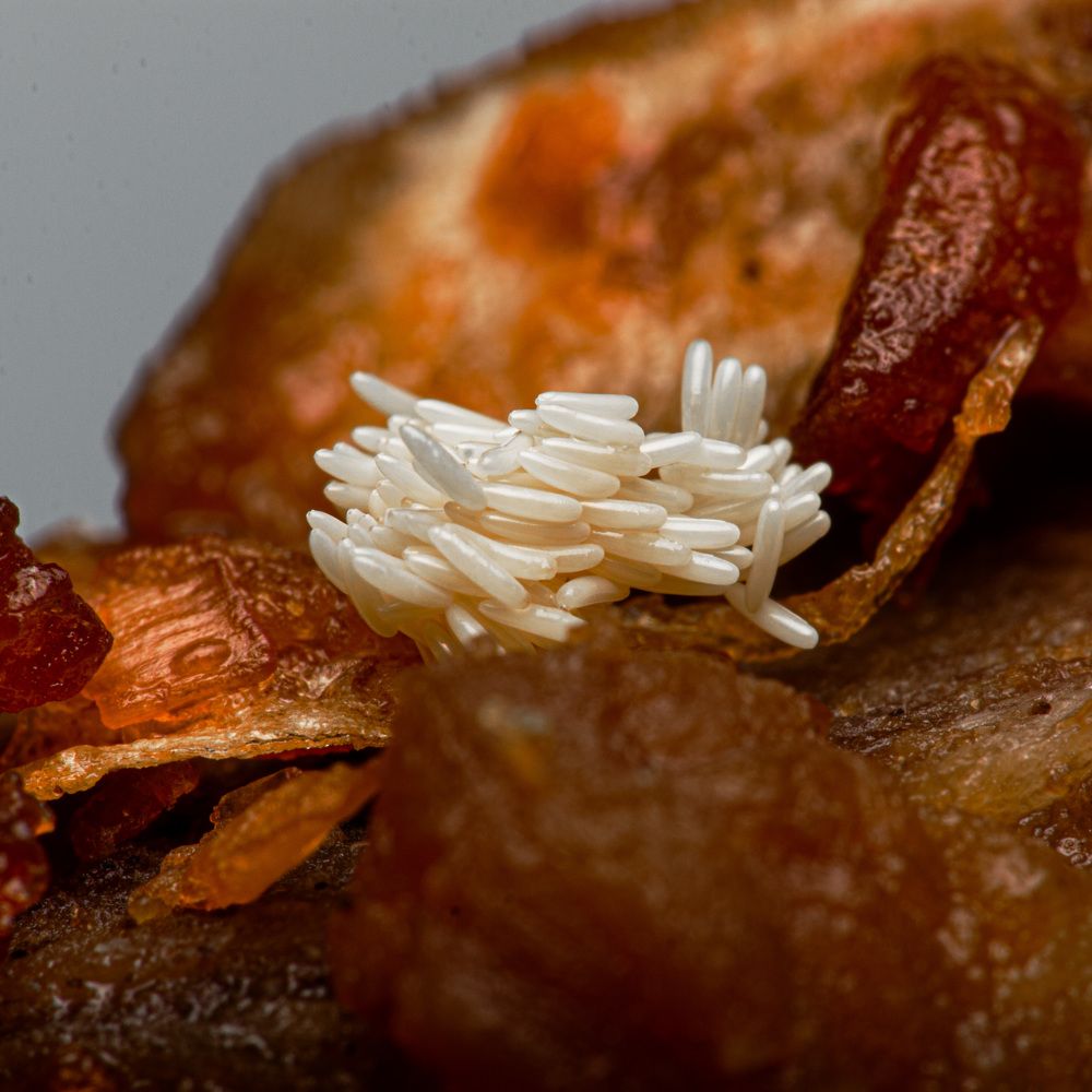 Фотография автора TRIEU NGUYEN-USA (USA)