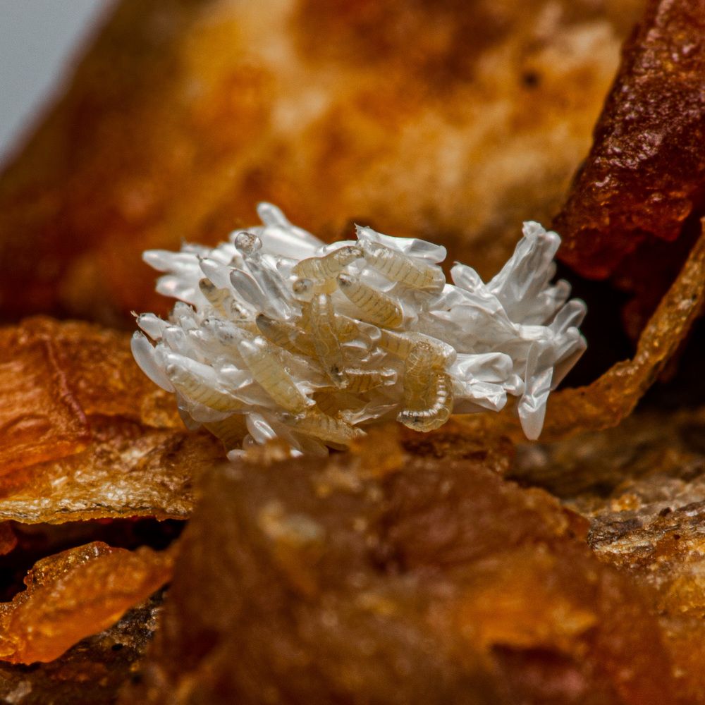 Фотография автора TRIEU NGUYEN-USA (USA)