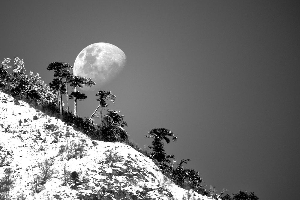 Luna y Araucarias