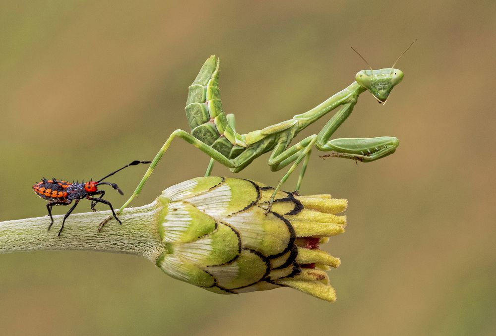 Photograph by Mario Fiorucci