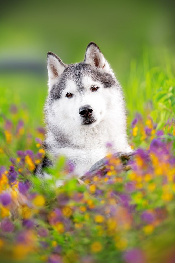 Photograph by Olga Shmeleva