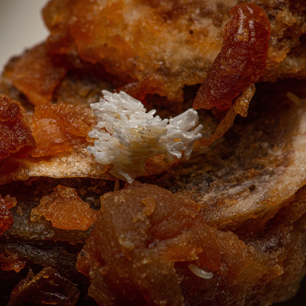 Фотография автора TRIEU NGUYEN-USA (USA)