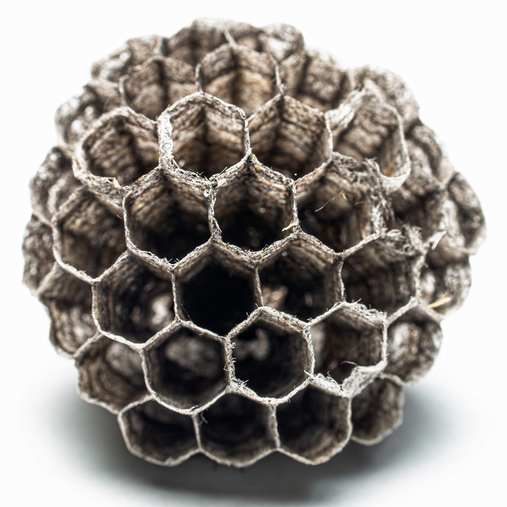 Фотография автора TRIEU NGUYEN-USA (USA)