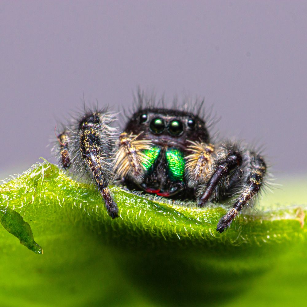 Фотография автора TRIEU NGUYEN-USA (USA)