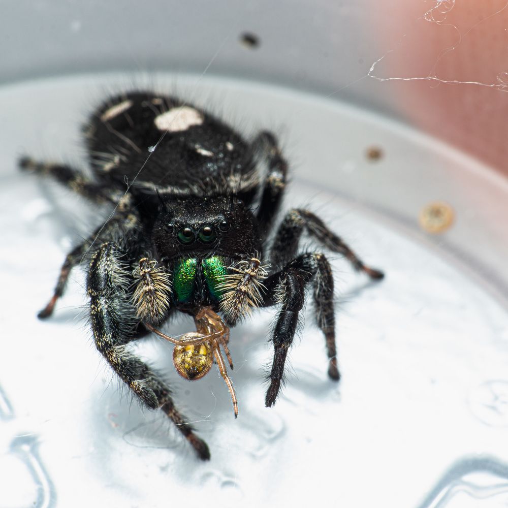 Фотография автора TRIEU NGUYEN-USA (USA)