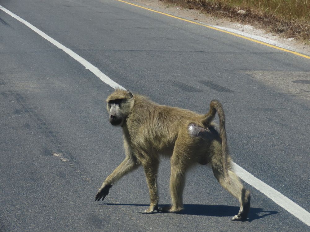 Photograph by mahboube moradalizade