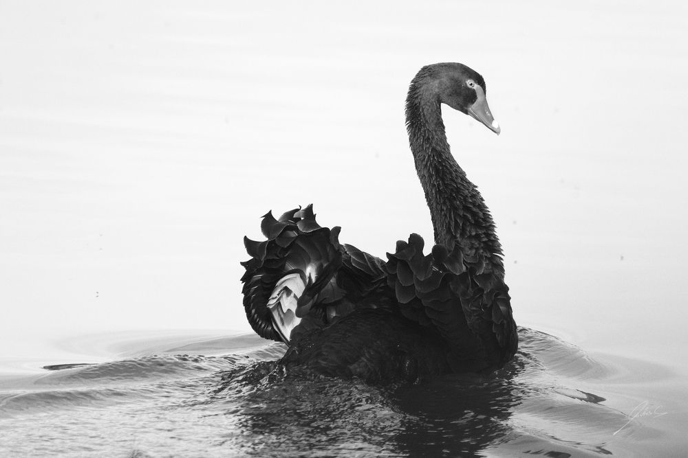 Cisne Negro