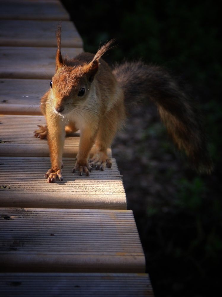 Фотография автора Ольга Сорокина