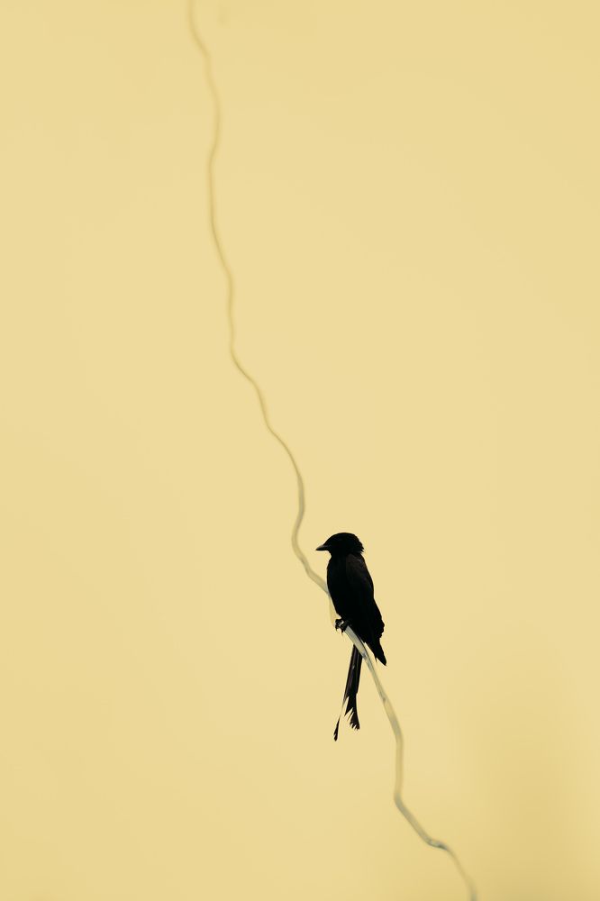 Photograph by SOUVIK PAL