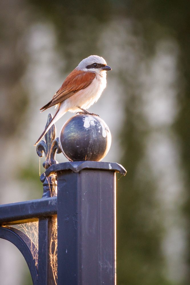 Жулан-сорокопут тут как тут!
