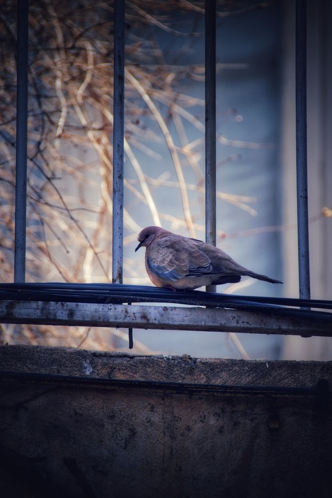 Photograph by Mohammad Ali Akhoundian Torshizi