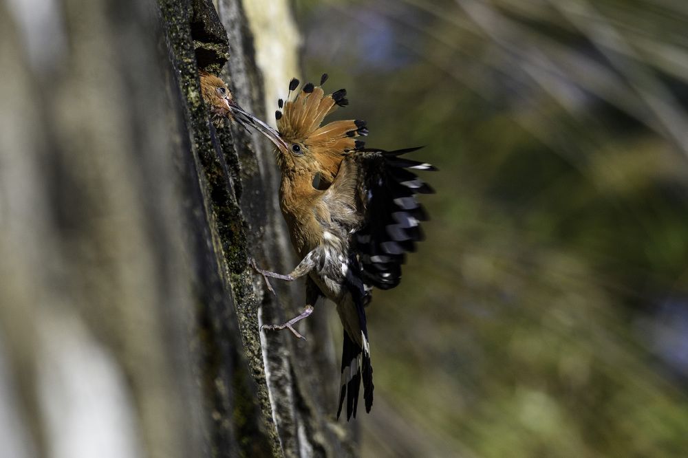 Photograph by Trần Anh