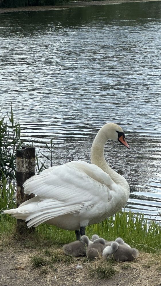 Photograph by Наумова Татьяна