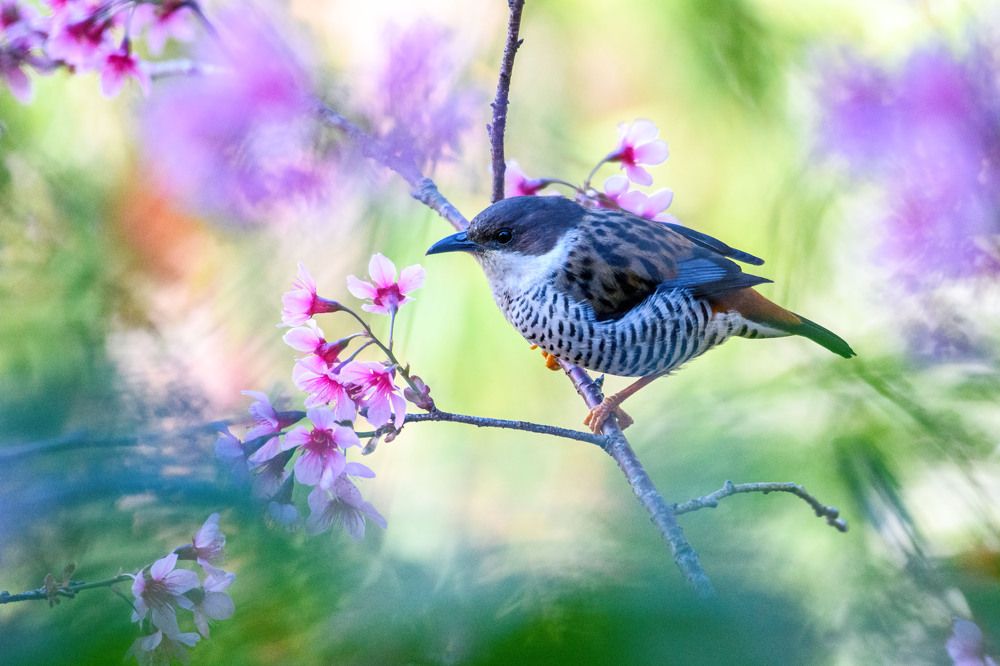 Photograph by Trần Anh