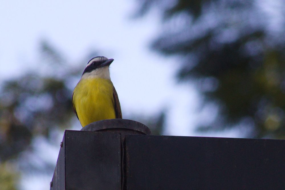 Photograph by Guillermo Topp