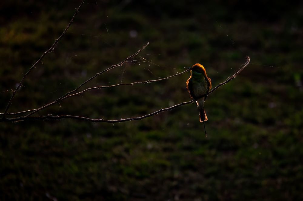 Фотография автора Kirtesh Mahant