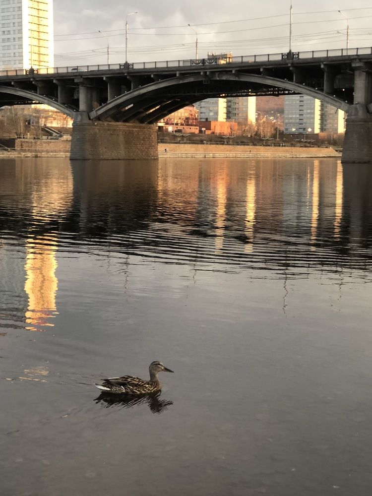 Фотография автора Светлана Гончарова