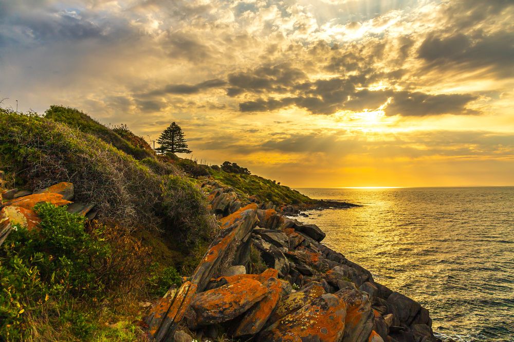 Sunset over the lone tree on rocky shore