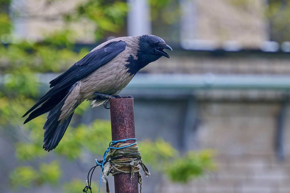 Photograph by Дмитрий Солодухин