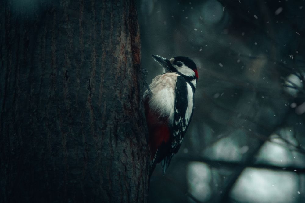 Photograph by Stanislav Nilsson