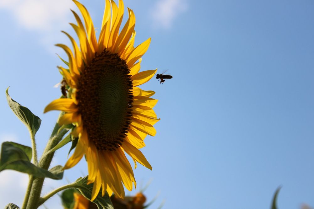 Photograph by Елена Коробченко