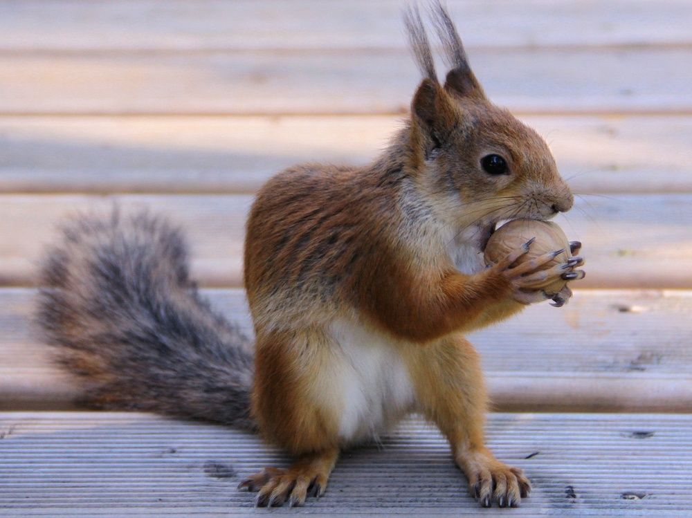Фотография автора Ольга Сорокина