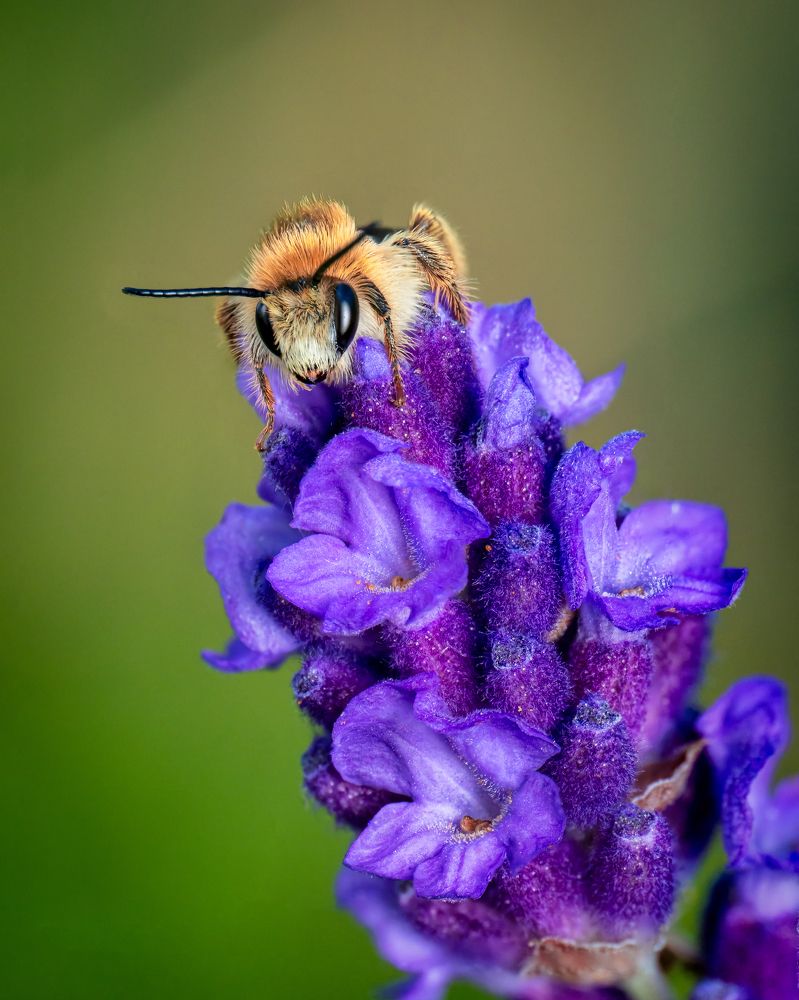 DASYPODA ALTERCATOR – THE BEE OF THE DEEP.