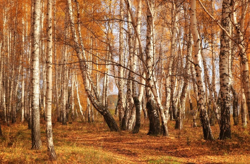 Фотография автора Анатолий Нифантов