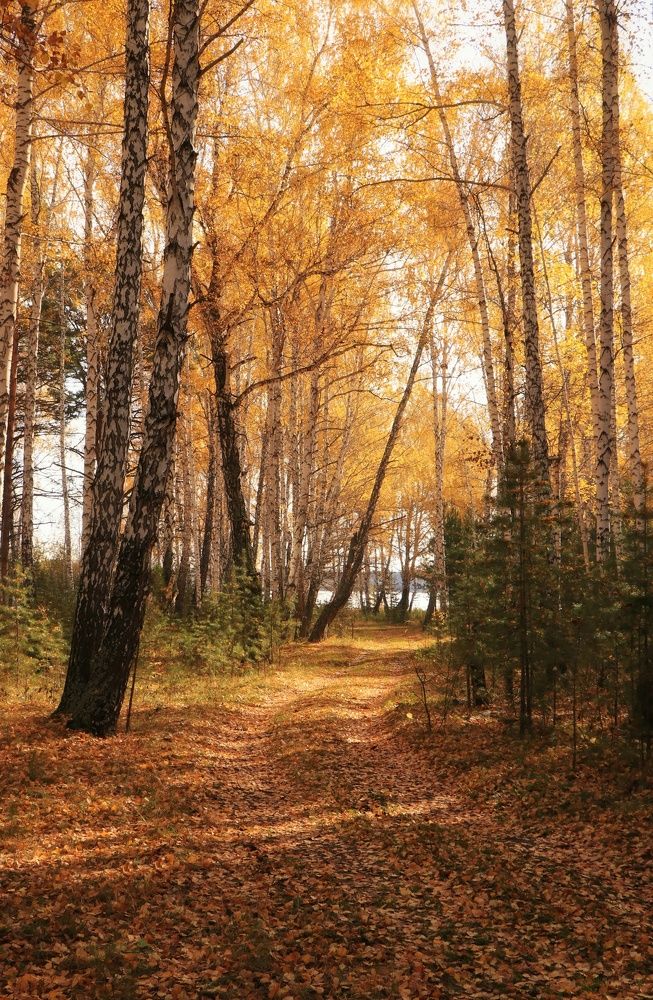 Фотография автора Анатолий Нифантов