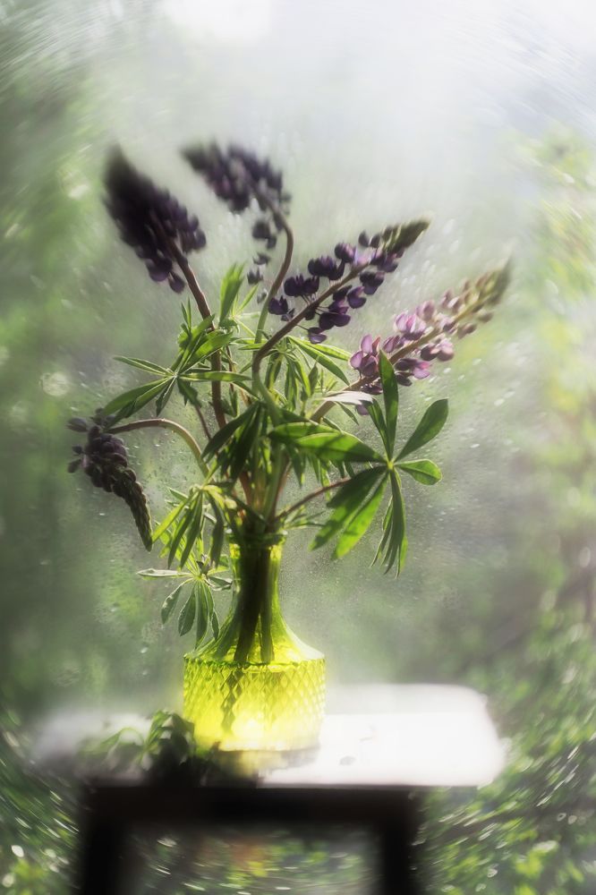 Фотография автора Svetlana Inyusheva